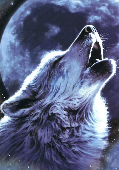 488x700 Wolf Baying In Front Of A Full Moon Nathan's Guitar