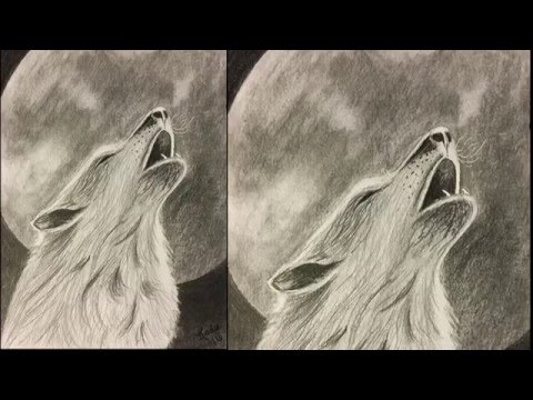 480x360 Wolf Howling