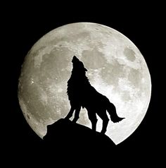 Wolf Howling At The Moon Drawing Step By Step at GetDrawings | Free ...