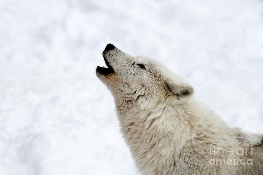 900x600 Image Arctic Wolf Howling Drawing Starwoors Wild Canine