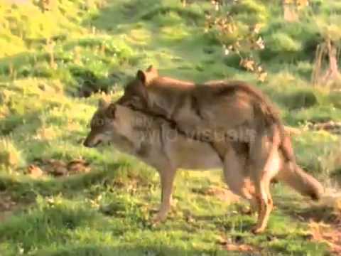 480x360 Wolves Mating