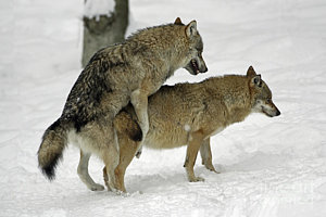 300x200 Wolves Mating Posters Fine Art America