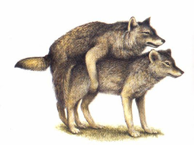 400x299 Powfox I Date A Wolf