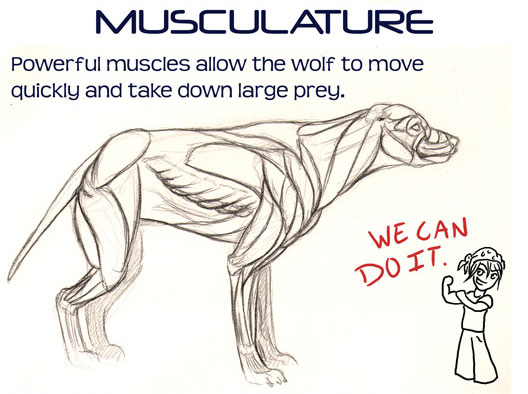 528x394 How To Draw Wolves