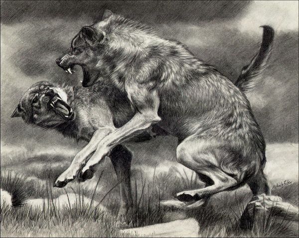 600x479 225 Best Wolves 2 Drawing And Painting Images