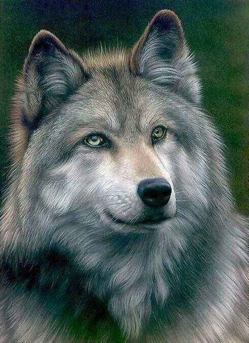 490x675 Beautiful Color Pencil Drawing Thought It Was A Photo Look