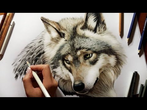 480x360 Colored Pencil Drawing Grey Wolf