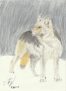 218x300 Wolf Pencil Drawings