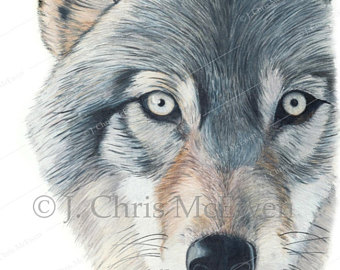 340x270 Wolf Pencil Drawing Etsy