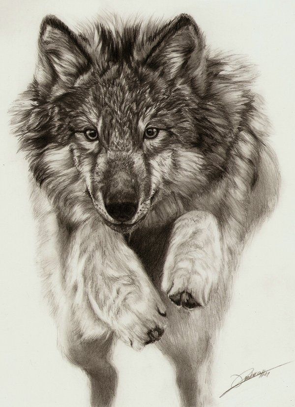 600x827 Beautiful Wolf Drawings
