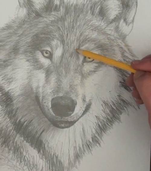 500x565 How To Draw A Wolf In Pencil Online Art Lessons