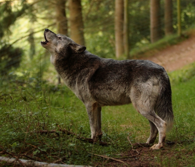 650x558 Wolf Drawing