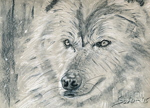300x216 Wolf Portrait Drawings Fine Art America