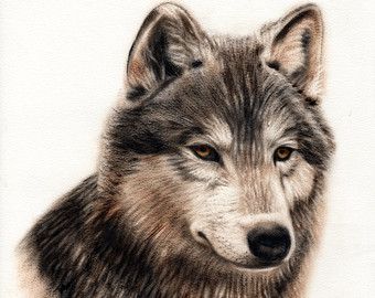340x270 Wolf Portrait ~ Giclee Fine Art Print Wildlife Conservation, Dog