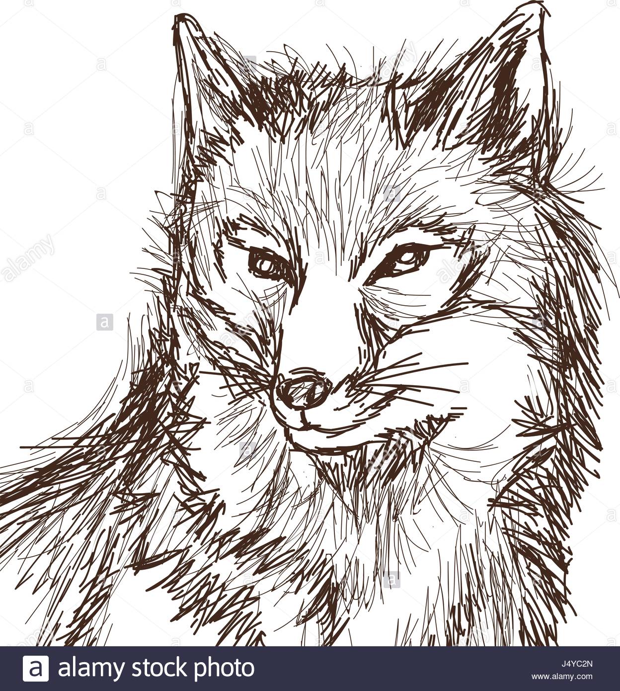 1248x1390 Wolf Wildlife Animal Image Is Hand Drawn. Portrait Pencil Sketch