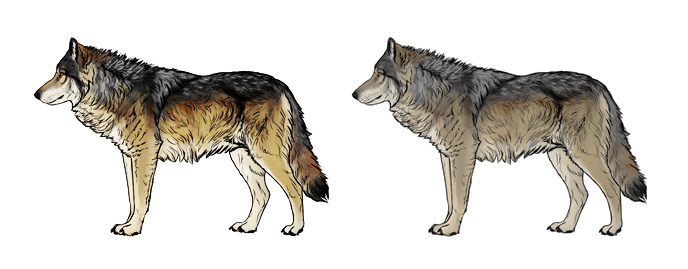 Wolf Profile Drawing at GetDrawings | Free download