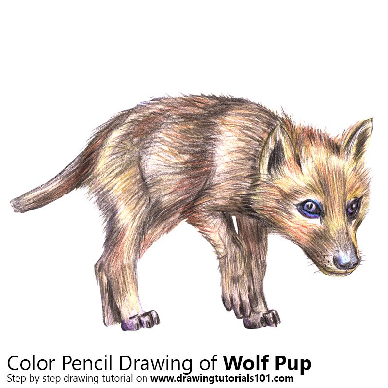 Wolf Pup Drawing At GetDrawings Free Download