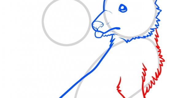 570x320 How To Draw A Puppy Step By Step How To Draw Wolf Pups Wolf