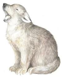 204x247 Image Result For Wolf Cub Drawing Tatto Wolf