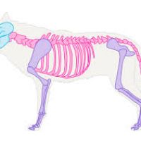 200x200 Wolf Anatomy Drawing