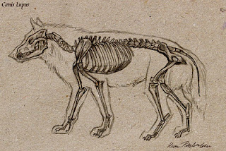 320x214 Wolf Skeleton By Katie Pfeilschiefter Dead Things