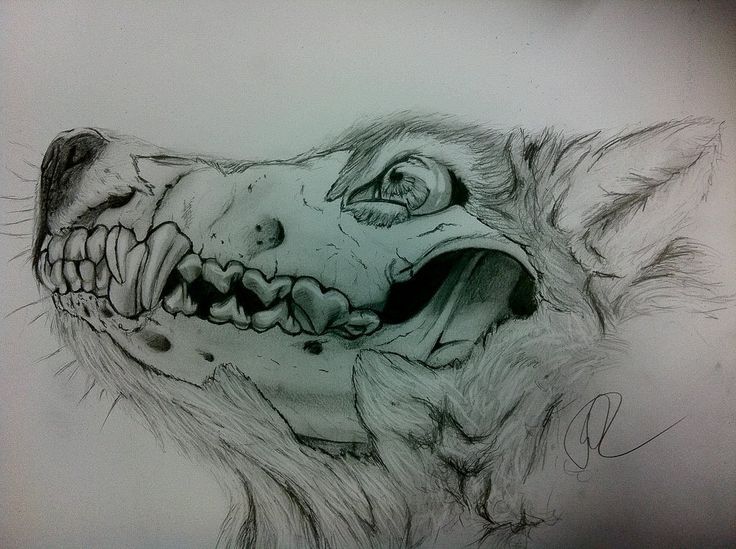 736x549 Wolf Skeleton Drawing. Love It!