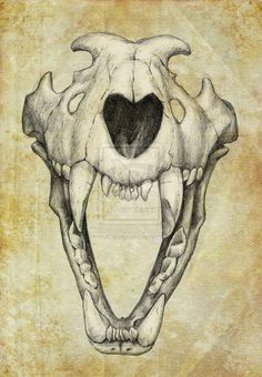 236x340 Gray Wolf Skull, Front