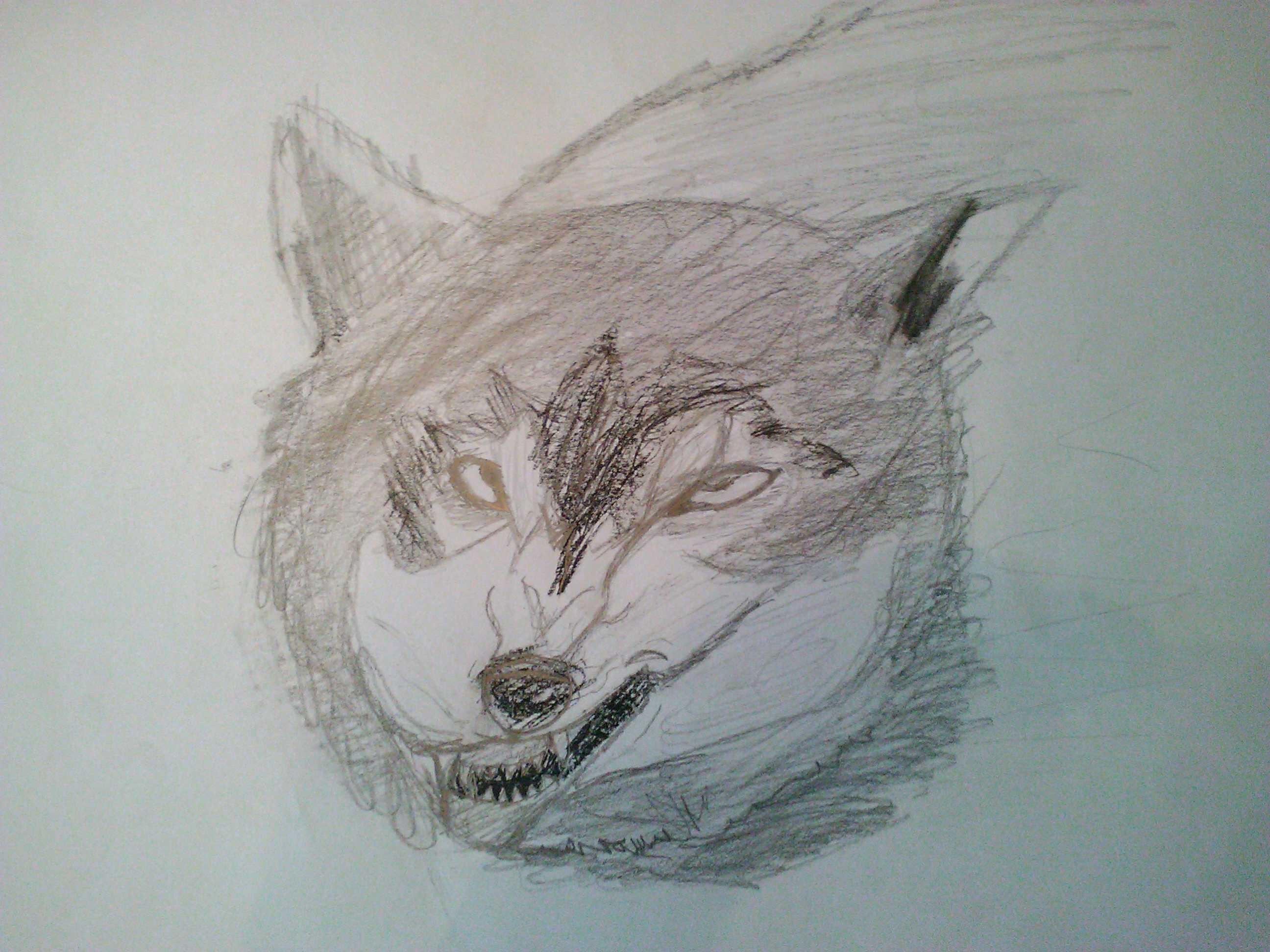 2592x1944 Snarling Wolf Drawing Growling Wolf Drawing