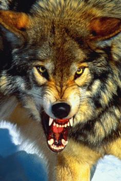 236x354 Wolf Growling Snarling Wolf Large Closeup Bares Fangs Image