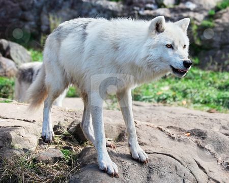 450x360 Young Arctic Wolf Standing On Rocks Stock Photo Projects To Try