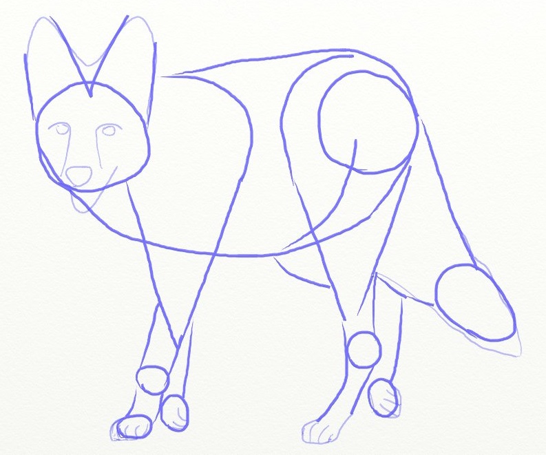 793x661 How To Draw Coyote, Prairie Wolf