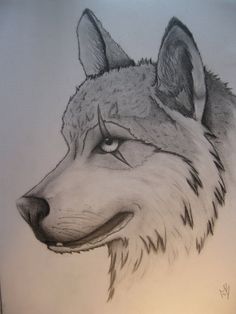 236x314 Pictures Drawings Of Wolves,