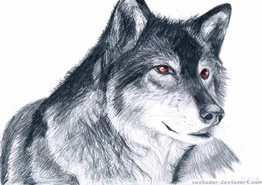 1024x725 Wolf Drawing By Zuzkadar