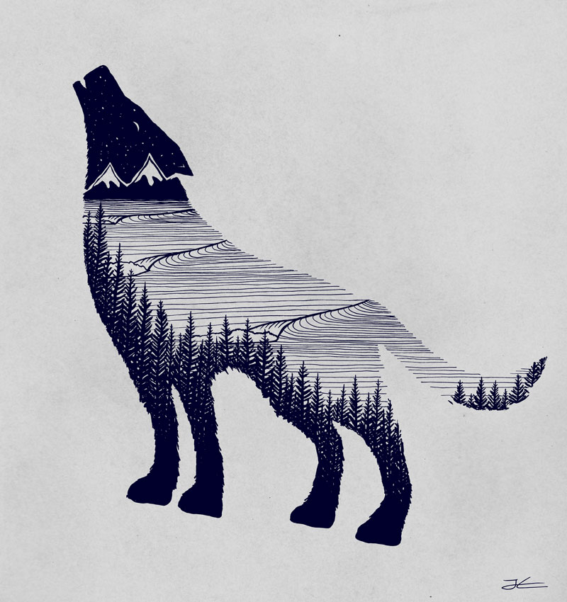 800x850 Wolf Drawing Jonas Claesson