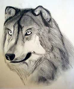 249x300 Wolfs. Drawings
