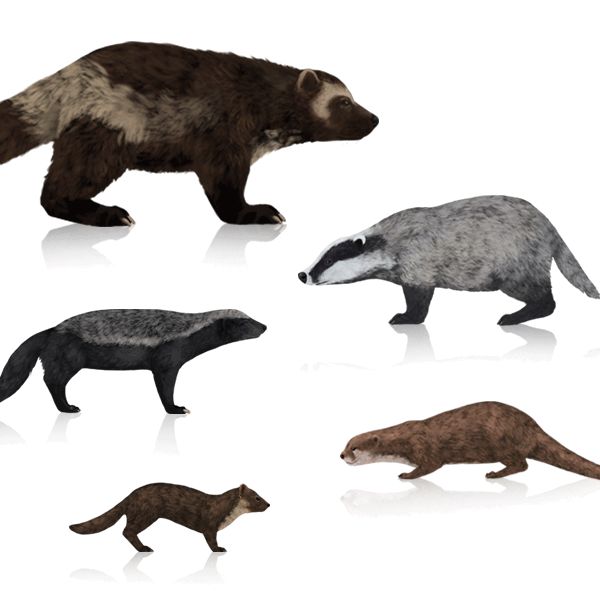 600x600 How To Draw Animals Wolverines, Badgers, Otters And Martens