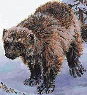 296x321 Spirit Guides