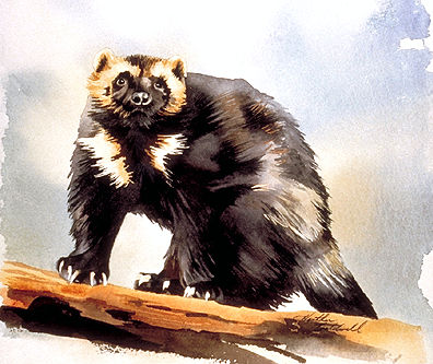 Wolverine Animal Drawing at GetDrawings | Free download