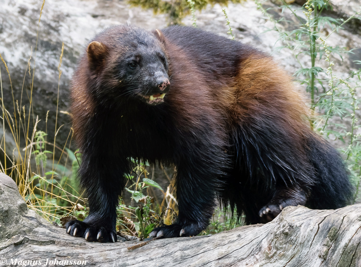 1500x1109 Wolverine Animal Facts And Adaptations