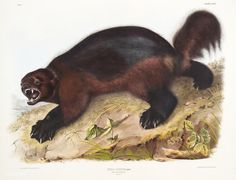 236x180 Wolverine Animal Drawing