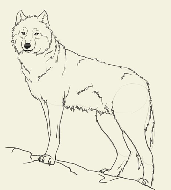 600x666 Wolf Drawing Easy