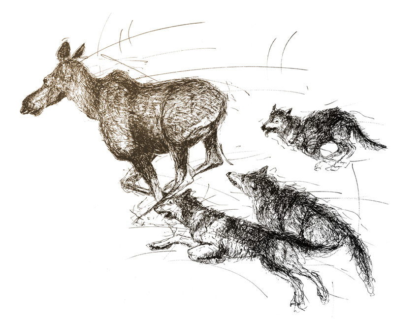 851x648 Wolf's Diet And Hunting Behaviour