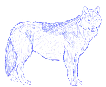 350x287 How To Draw A Wolf