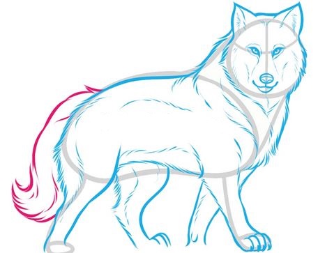 Wolves For Beginners Drawing at GetDrawings | Free download