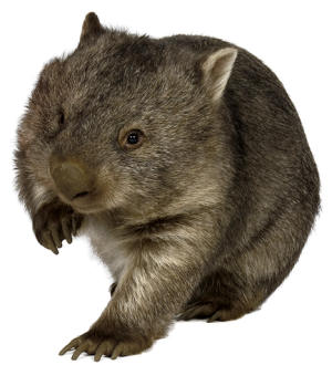 300x330 Wombats