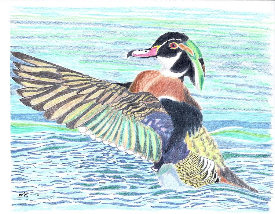 900x701 Wood Duck Drake Drawing By Tony Nelson