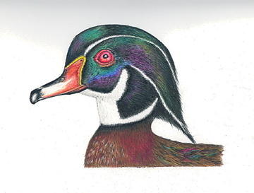 360x273 Wood Duck Drawing By Elizabeth H Tudor