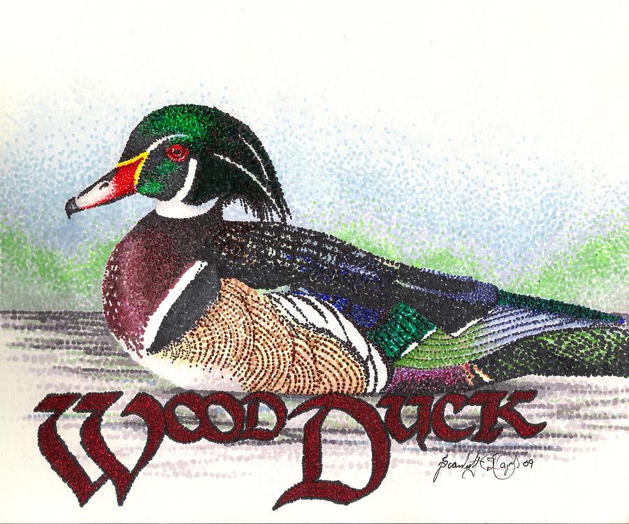 900x750 Wood Duck Drawing By Scarlett Royal
