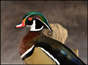 287x214 Wood Duck Pair Giveaway Drawing