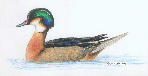 500x260 Wood Duck X Bahama Pintail Hybrid, Male Drawing Of A Male